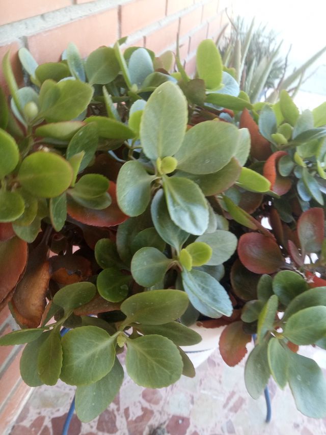 Crásula multicava en tiesto blanco