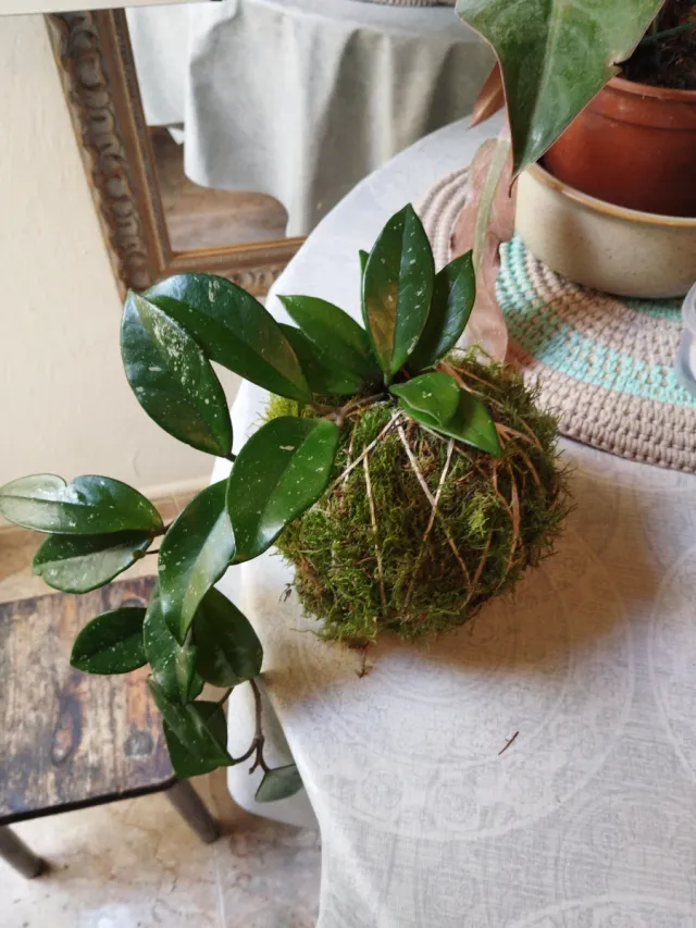 Kokedama Planta de Cera