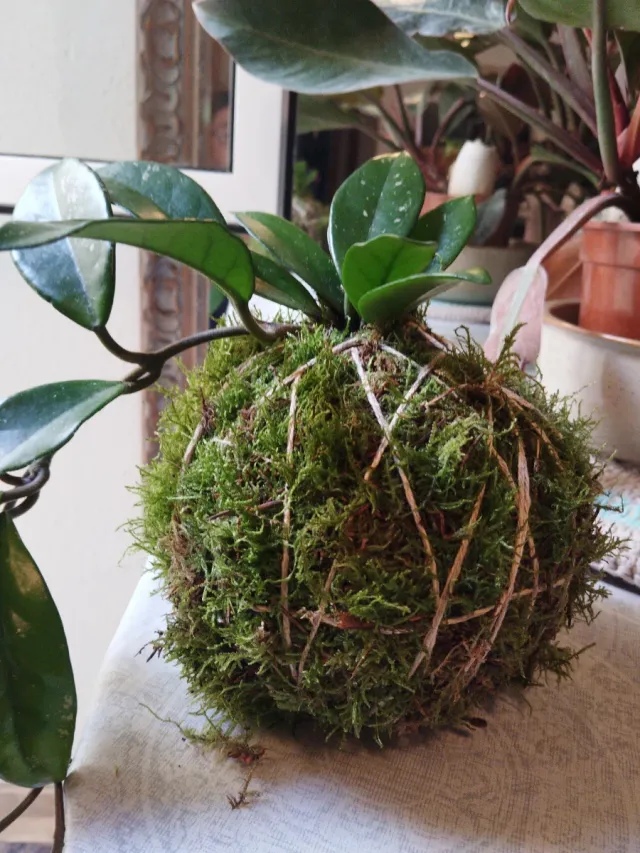 Kokedama Planta de Cera
