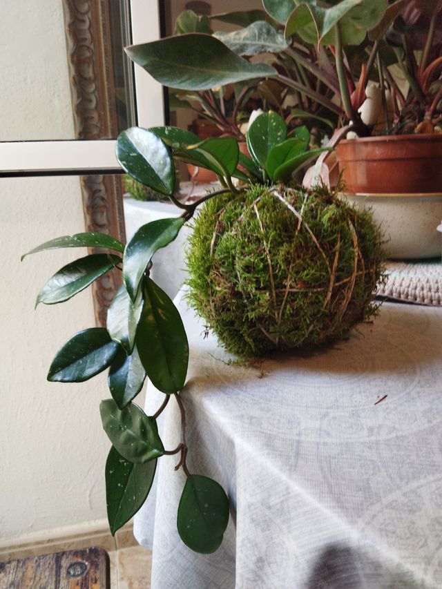 Kokedama Planta de Cera