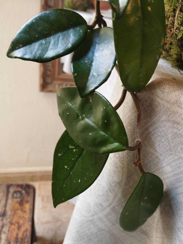 Kokedama Planta de Cera