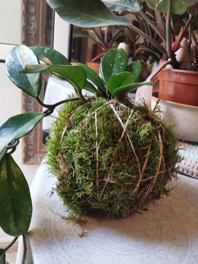 Kokedama Planta de Cera