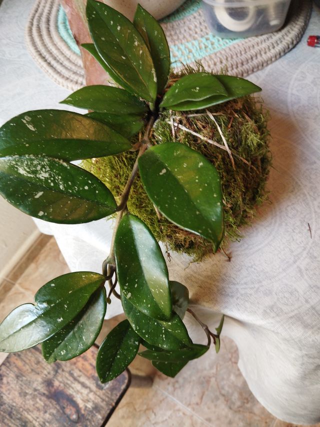 Kokedama Planta de Cera