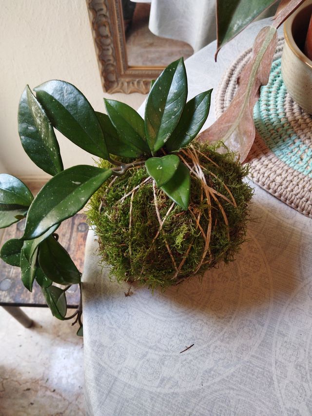 Kokedama Planta de Cera