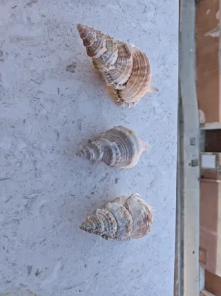 Tritone Conchiglia Tromba