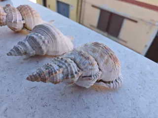 Tritone Conchiglia Tromba