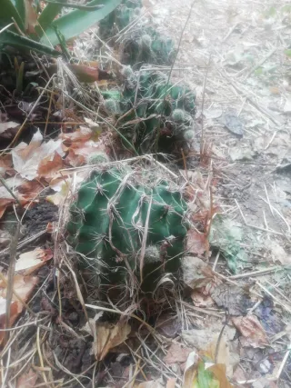 Lote de 40/50 cactus regalo semillas de Retama