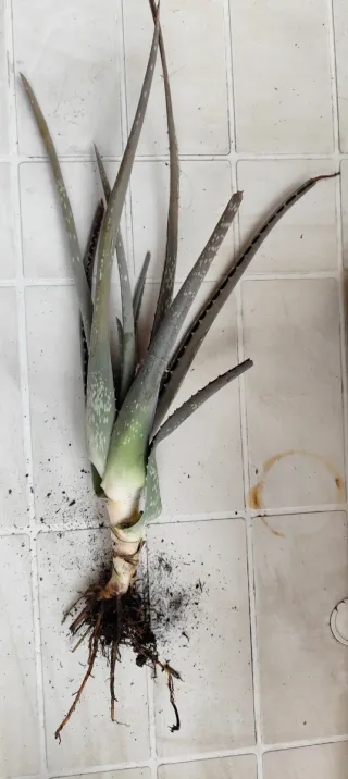 Aloe Vera 40 cm 4