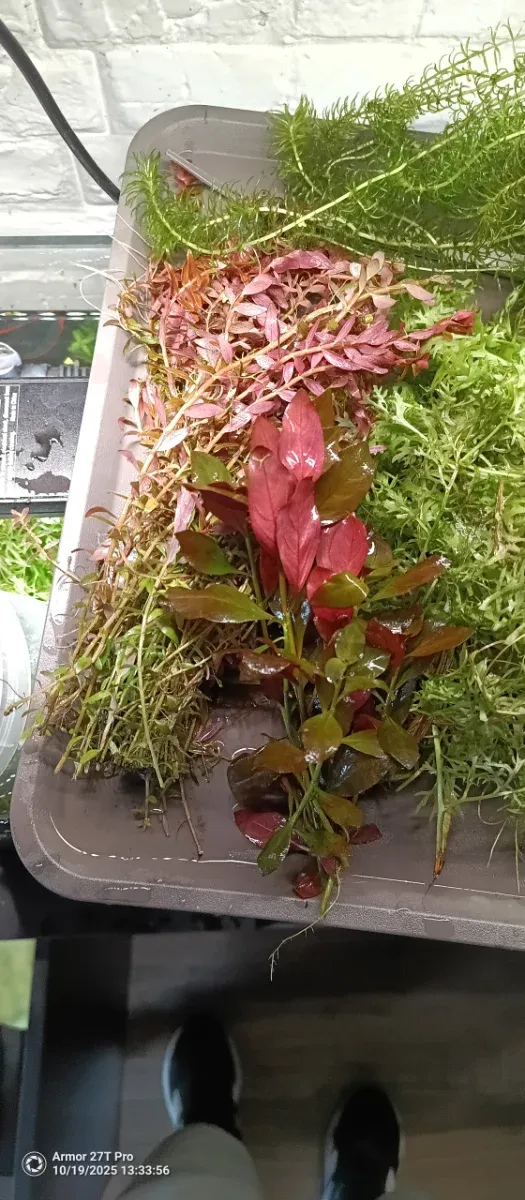 Plantas de acuario variadas