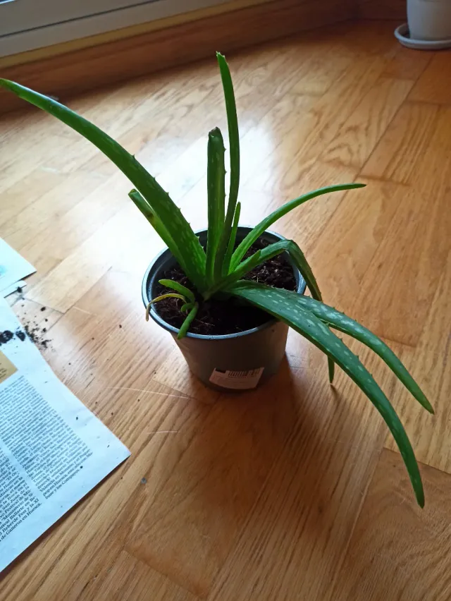 Planta Aloe Vera