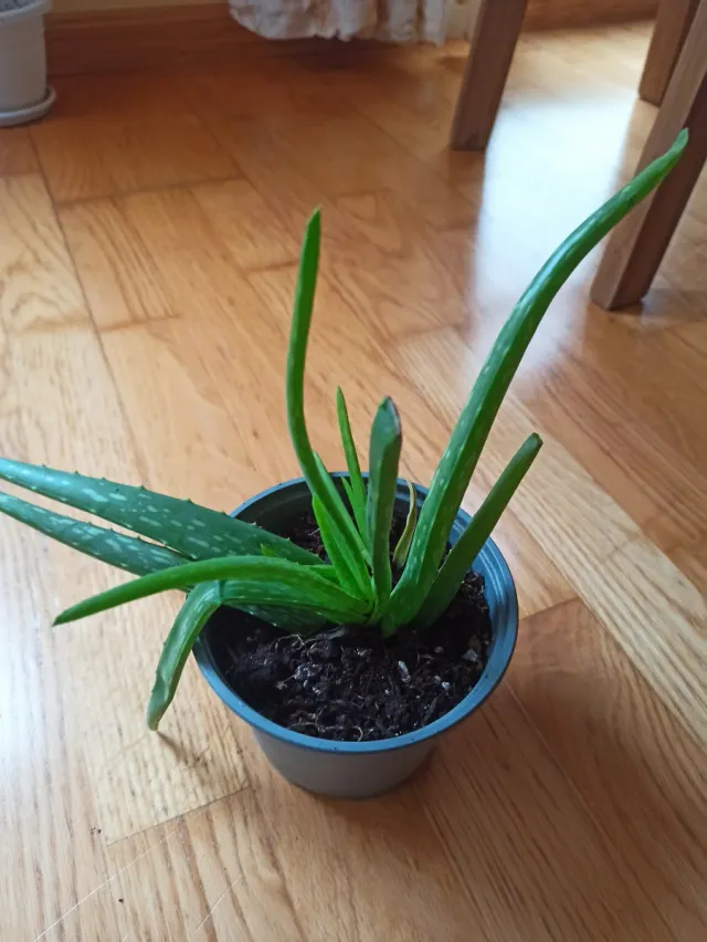 Planta Aloe Vera