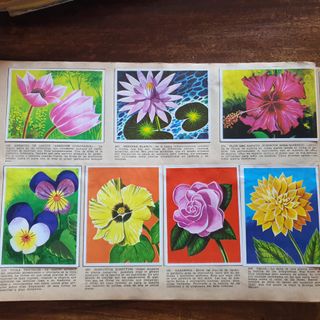 Álbum cromos La naturaleza y el hombre Completa