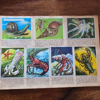 Álbum cromos La naturaleza y el hombre Completa