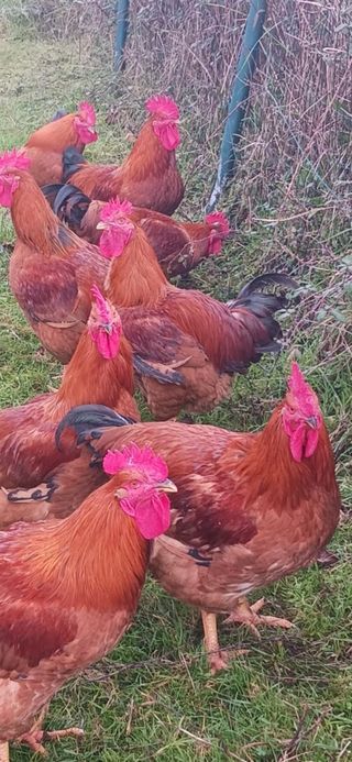 Pollos para Navidad