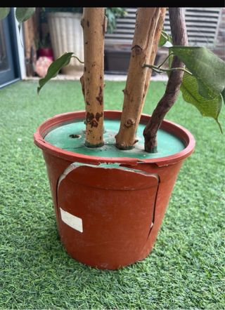 Planta Ficus Artificial 170cm.