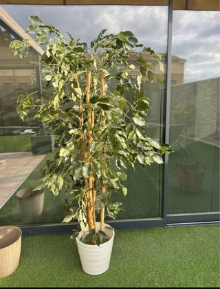 Planta Ficus Artificial 170cm.