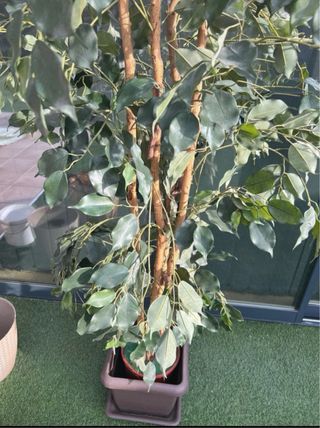 Planta Ficus Artificial 170cm.