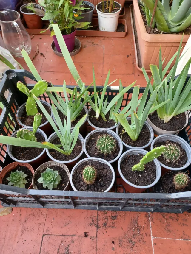 Plantas pequeñas 1€ y 1.50€