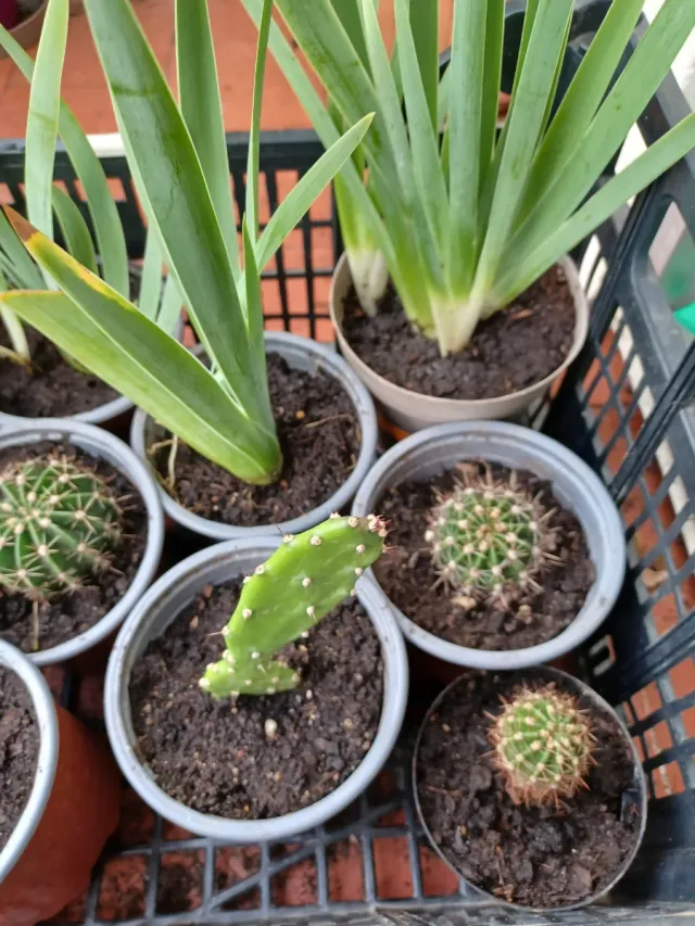 Plantas pequeñas 1€ y 1.50€