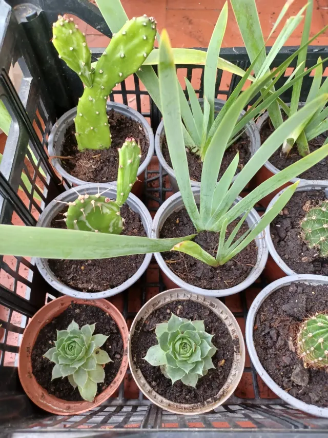 Plantas pequeñas 1€ y 1.50€