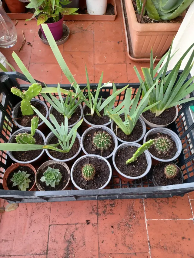 Plantas pequeñas 1€ y 1.50€