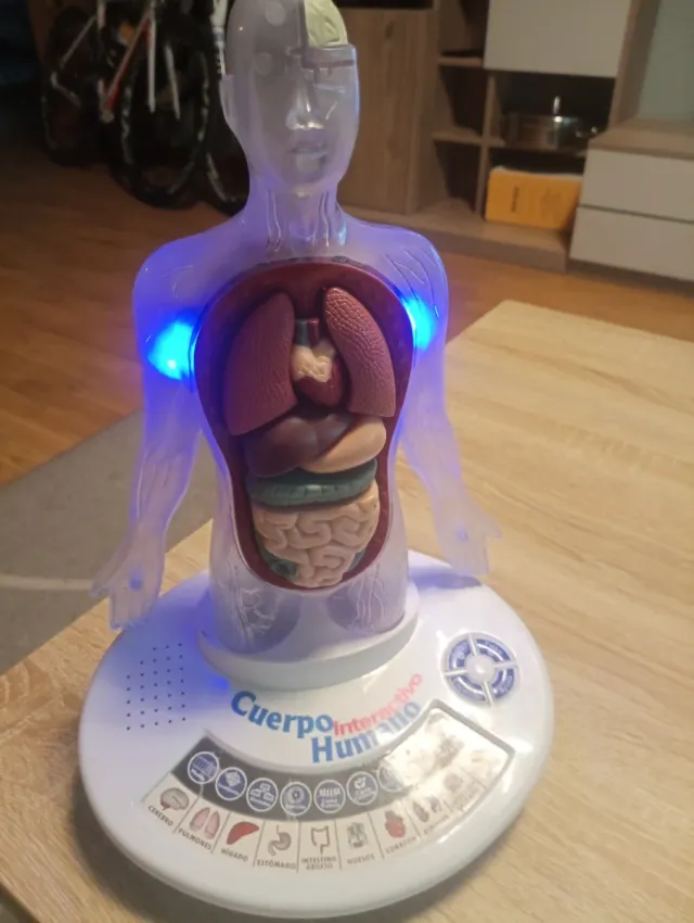 Muñeco infantil de órganos