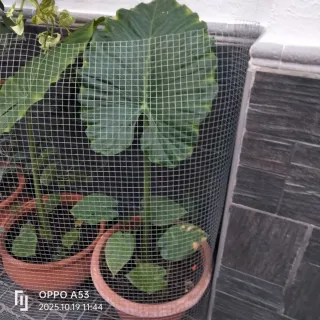Plantas con maceta