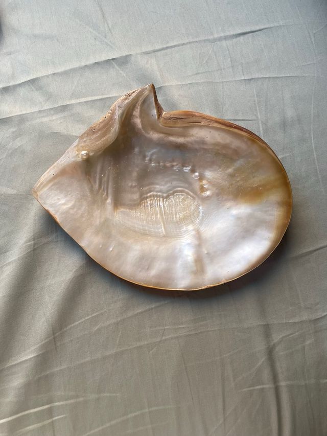 Concha Nácar Antigua