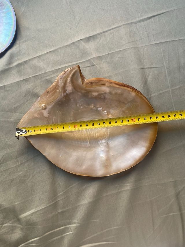 Concha Nácar Antigua