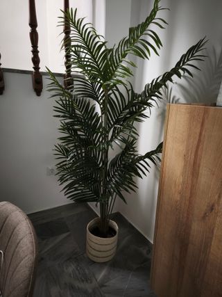 Preciosa palmera con macetero yute