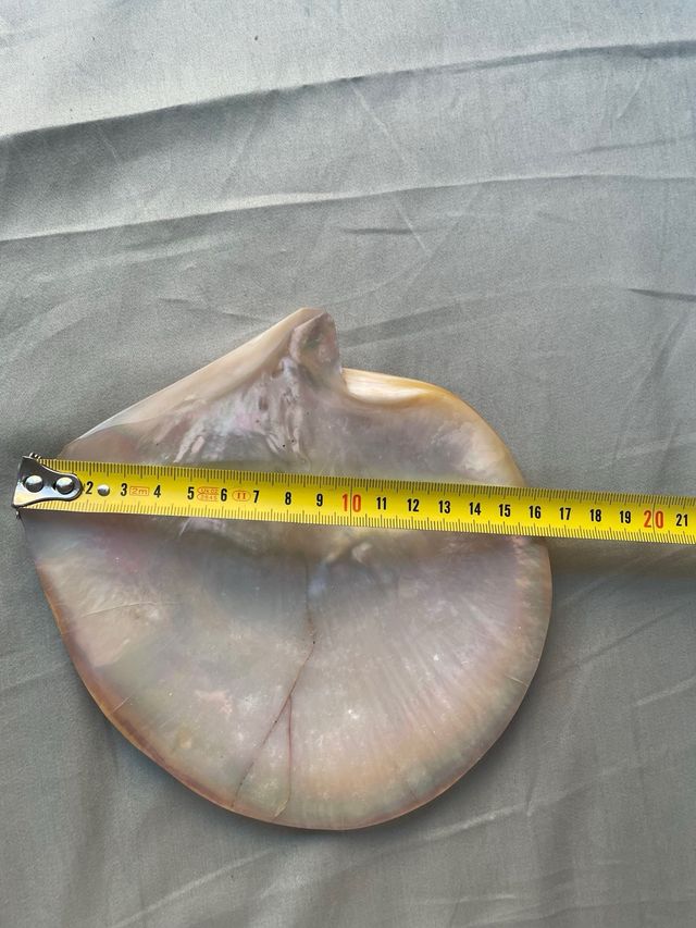 Concha Nácar Antigua