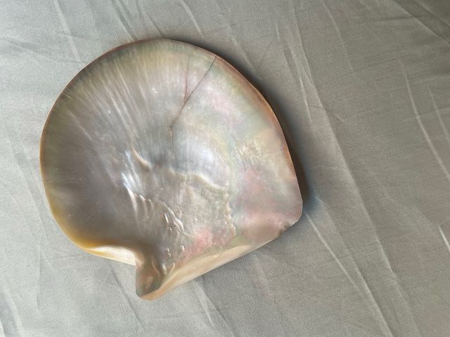 Concha Nácar Antigua