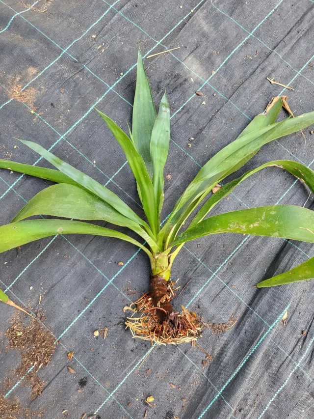 2 plantas de Yucca