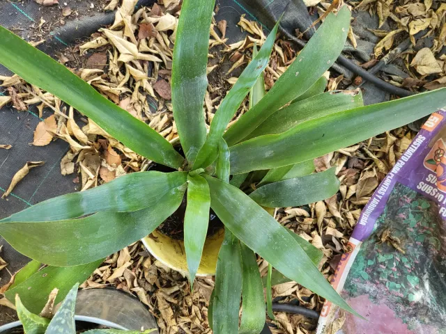 2 plantas de Yucca