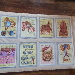 Precioso album de cromos "Vida y color" 1967