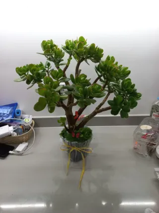 Planta Jade Decorativa