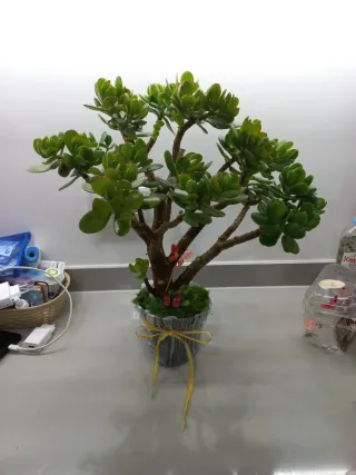 Planta Jade Decorativa