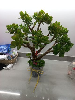 Planta Jade Decorativa