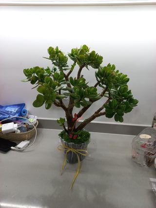 Planta Jade Decorativa