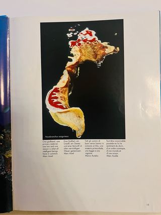 mare magicum - Fides