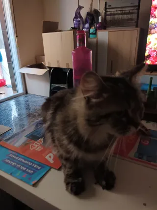 Rascador para gatos