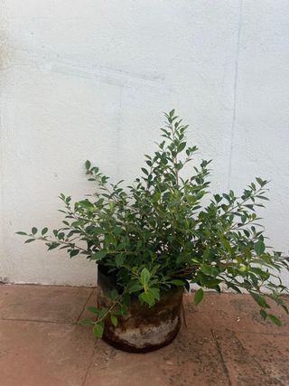 Esquejes / Prebonsai Ficus