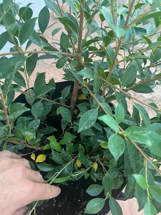 Esquejes / Prebonsai Ficus