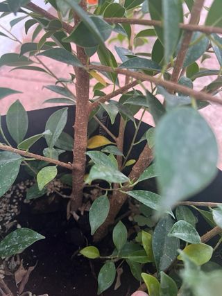 Esquejes / Prebonsai Ficus