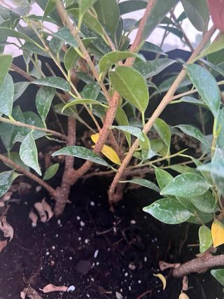 Esquejes / Prebonsai Ficus