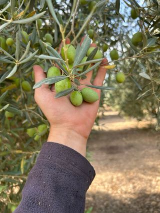 Aceitunas Gordales de mesa