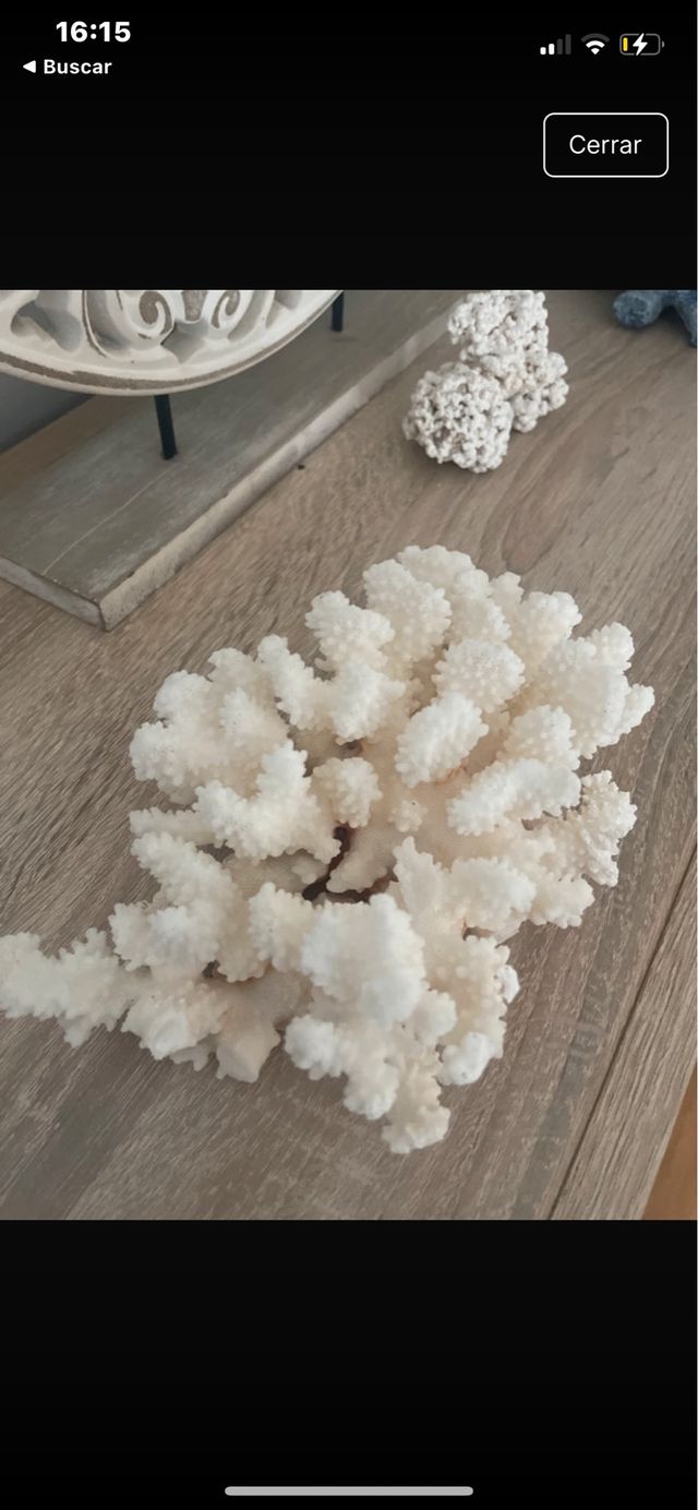 Coral blanco decorativo