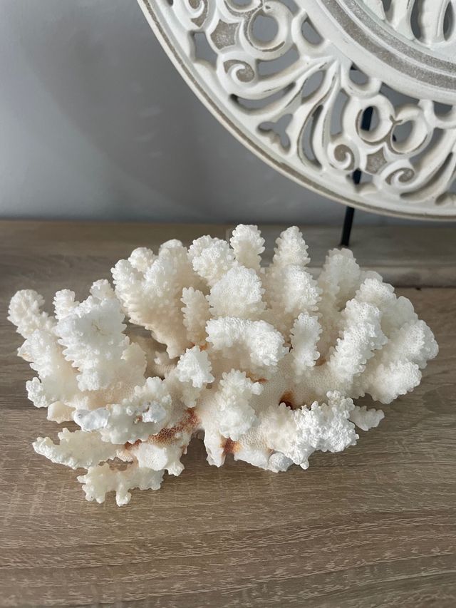 Coral blanco decorativo