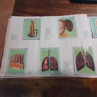 Album de cromos "Vida y color" 1970