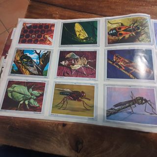 Album de cromos "Vida y color" 1970